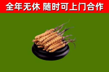 武义县回收冬虫夏草